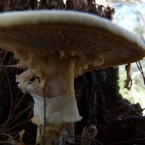 Amanita sp. at Boro, NSW - suppressed