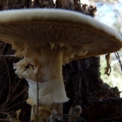 Amanita sp. at Boro, NSW - 29 Dec 2021