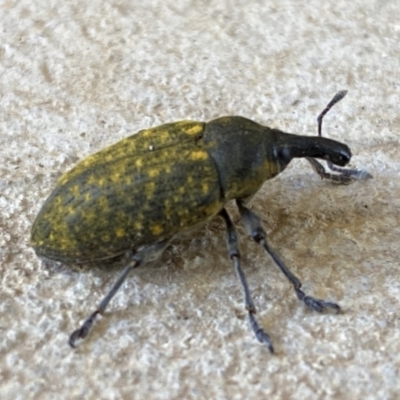 Larinus latus (Onopordum seed weevil) at Numeralla, NSW - 30 Dec 2021 by SteveBorkowskis