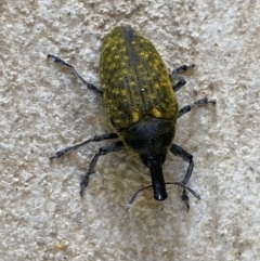 Larinus latus at Numeralla, NSW - 30 Dec 2021