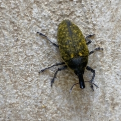 Larinus latus at Numeralla, NSW - suppressed