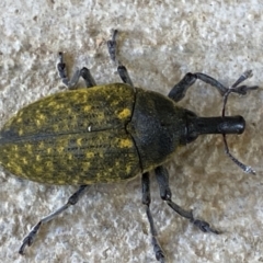 Larinus latus at Numeralla, NSW - suppressed