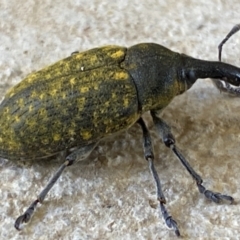 Larinus latus at Numeralla, NSW - 30 Dec 2021