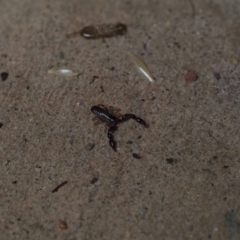 Chernetidae (family) (Chernetid Pseudoscorpion) at Macgregor, ACT - 23 Dec 2021 by Caric