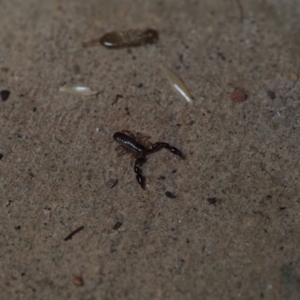 Chernetidae sp. (family) at Macgregor, ACT - 23 Dec 2021