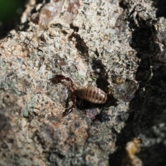 Chernetidae sp. (family) at Macgregor, ACT - 23 Dec 2021