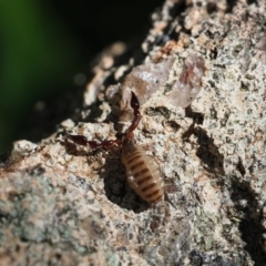 Chernetidae sp. (family) at Macgregor, ACT - 23 Dec 2021