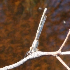 Coenagrionidae sp. (family) (Unidentified damselfly) at QPRC LGA - 29 Dec 2021 by Paul4K