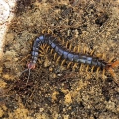Unidentified Centipede (Chilopoda) (TBC) at Ulladulla Wildflower Reserve - 30 Dec 2021 by tpreston