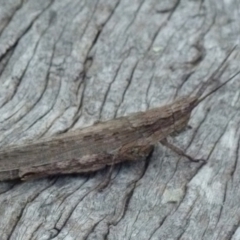 Coryphistes ruricola (Bark-mimicking Grasshopper) at Boro, NSW - 29 Dec 2021 by Paul4K