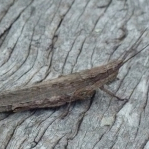 Coryphistes ruricola at Boro, NSW - suppressed