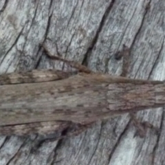 Coryphistes ruricola at Boro, NSW - suppressed