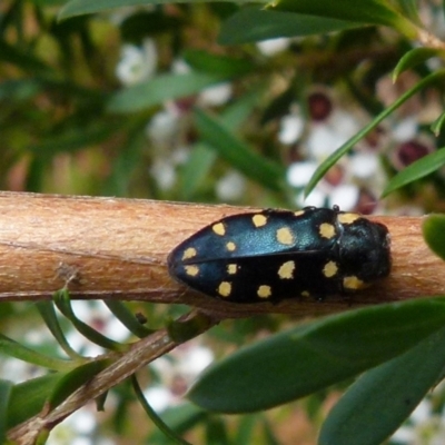 Diphucrania duodecimmaculata (12-spot jewel beetle) at QPRC LGA - 27 Dec 2021 by Paul4K
