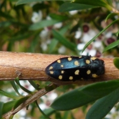 Diphucrania duodecimmaculata (12-spot jewel beetle) at Boro, NSW - 27 Dec 2021 by Paul4K