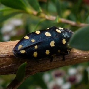 Diphucrania duodecimmaculata at Boro, NSW - suppressed