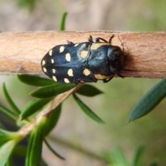 Diphucrania duodecimmaculata at Boro, NSW - suppressed