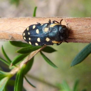 Diphucrania duodecimmaculata at Boro, NSW - suppressed