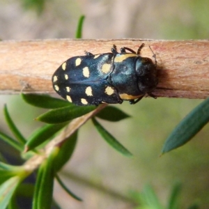 Diphucrania duodecimmaculata at Boro, NSW - 28 Dec 2021