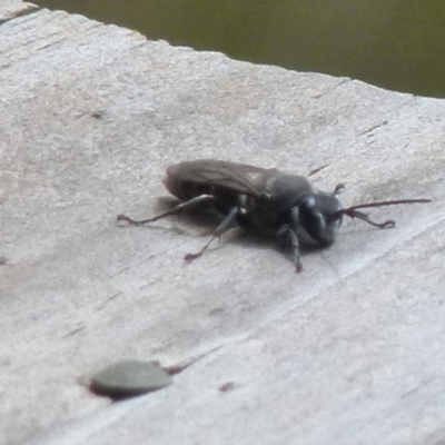 Pison sp. (genus) (Black mud-dauber wasp) at Boro - 27 Dec 2021 by Paul4K