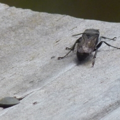 Pison sp. (genus) at Boro, NSW - 28 Dec 2021