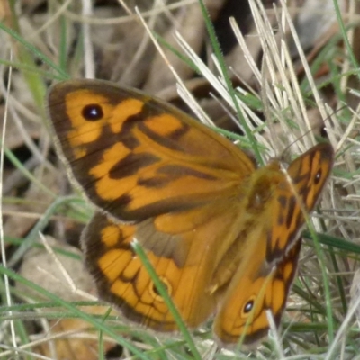 Heteronympha merope (Common Brown Butterfly) at Boro - 28 Dec 2021 by Paul4K