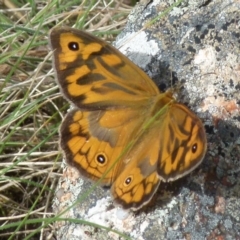 Heteronympha merope at Boro, NSW - suppressed