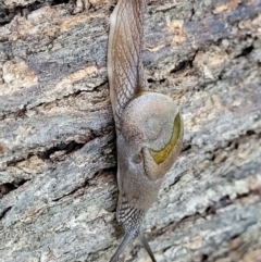 Helicarion cuvieri (A Semi-slug) at Ulladulla Wildflower Reserve - 30 Dec 2021 by tpreston
