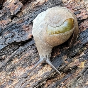 Helicarion cuvieri at Ulladulla, NSW - 30 Dec 2021