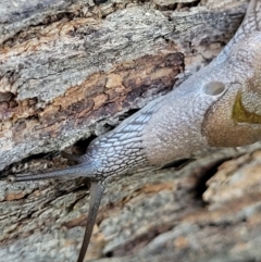 Helicarion cuvieri at Ulladulla, NSW - 30 Dec 2021