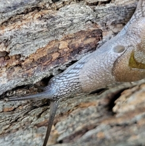 Helicarion cuvieri at Ulladulla, NSW - 30 Dec 2021