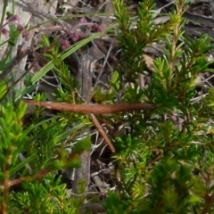 Keyacris scurra (Key's Matchstick Grasshopper) at QPRC LGA - 28 Dec 2021 by Paul4K