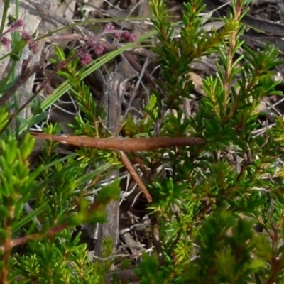 Keyacris scurra (Key's Matchstick Grasshopper) at Borough, NSW - 28 Dec 2021 by Paul4K