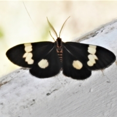 Nyctemera amicus (Senecio Moth, Magpie Moth, Cineraria Moth) at Namadgi National Park - 30 Dec 2021 by JohnBundock