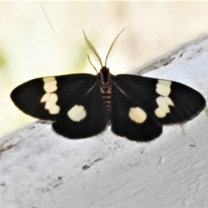 Nyctemera amicus at Rendezvous Creek, ACT - 30 Dec 2021