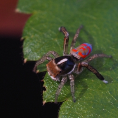 Maratus pavonis (Dunn's peacock spider) at Macgregor, ACT - 7 Oct 2021 by Caric