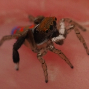 Maratus pavonis at Macgregor, ACT - 7 Oct 2021