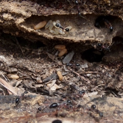 Camponotus intrepidus (Flumed Sugar Ant) at QPRC LGA - 28 Dec 2021 by Paul4K