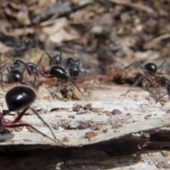 Camponotus intrepidus at Boro, NSW - suppressed