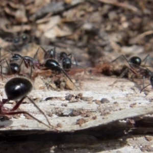 Camponotus intrepidus at Boro, NSW - 28 Dec 2021