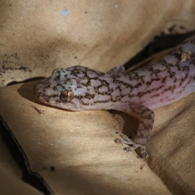 Christinus marmoratus (Southern Marbled Gecko) at Macgregor, ACT - 23 Dec 2021 by Caric