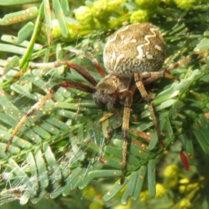 Araneus hamiltoni at Lake George, NSW - 24 Dec 2021