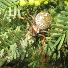 Araneus hamiltoni at Lake George, NSW - 24 Dec 2021