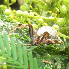 Araneus hamiltoni at Lake George, NSW - 24 Dec 2021 01:52 PM