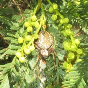 Araneus hamiltoni at Lake George, NSW - 24 Dec 2021