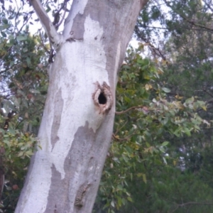 Trichoglossus moluccanus at Red Hill, ACT - 14 Dec 2021