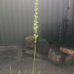 Microtis sp. at Macquarie, ACT - suppressed