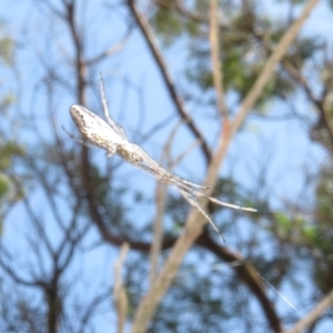 Tetragnatha sp. (genus) at Lake George, NSW - 24 Dec 2021