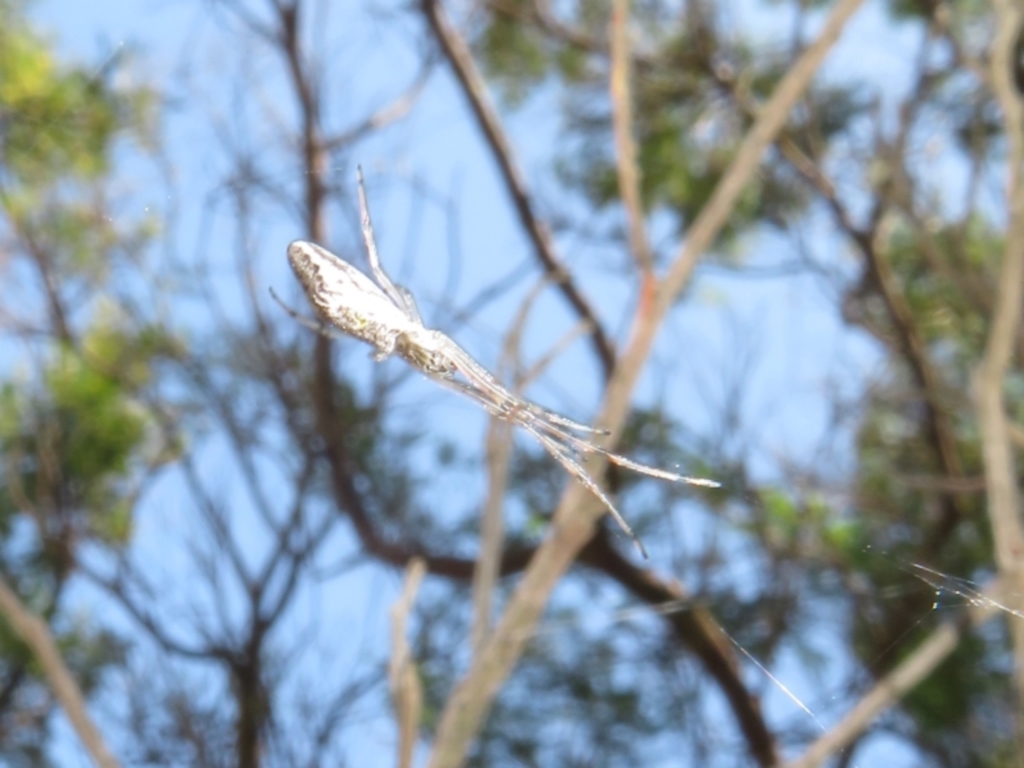 Tetragnatha sp. (genus) at Lake George, NSW - 24 Dec 2021