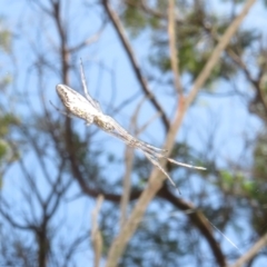 Tetragnatha sp. (genus) (Long-jawed spider) at Lake George, NSW - 24 Dec 2021 by Christine