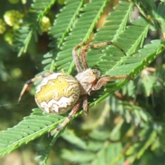 Cyclosa fuliginata (species-group) (An orb weaving spider) at Lake George, NSW - 24 Dec 2021 by Christine